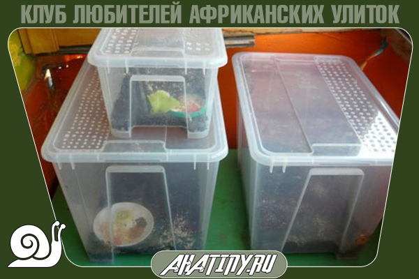 Как оборудовать террариум или контейнер для улитки ахатин