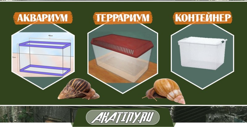 Террариум для улитки ахатин - правила и примеры декорирования(фото)